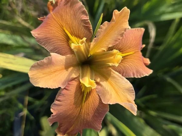 iris-louisiana-honey-galore