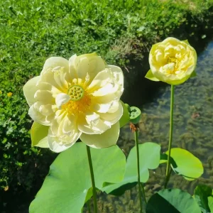 Lotus Nelumbo 'Gold Apple'