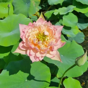 Lotus Nelumbo 'Feather Skirt'