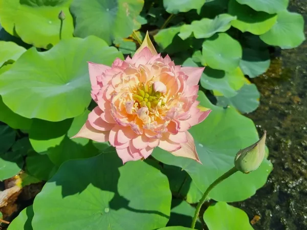 nelumbo_feather_skirt_