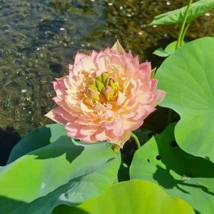 nelumbo_feather_skirt_2