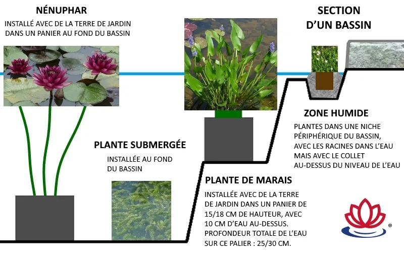 section d’un bassin