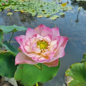 Lotus Nelumbo 'Storm 13'
