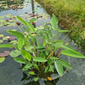 thalia-dealbata-dwarf-2.webp