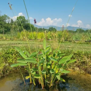 Thalia dealbata 'Dwarf' (Thalia naine)