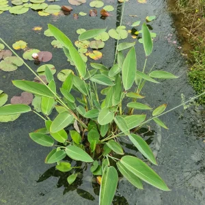 thalia-dealbata-dwarf-5.webp