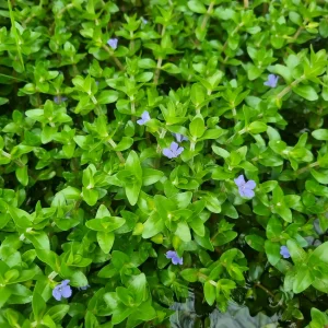 bacopa-caroliniana-2.webp