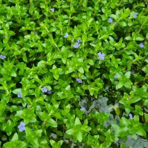 bacopa-caroliniana-3.webp