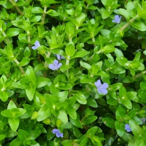 Bacopa caroliniana (Bacopa de Caroline)