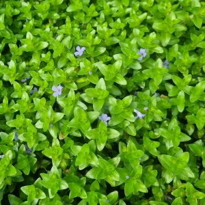 bacopa-caroliniana-4.webp
