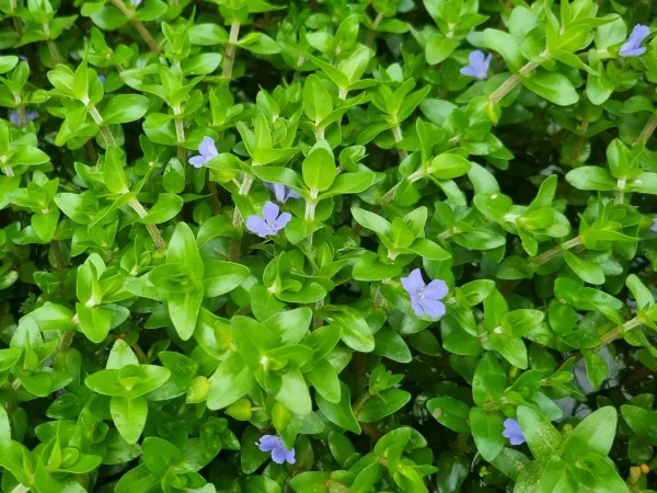 bacopa-caroliniana.webp