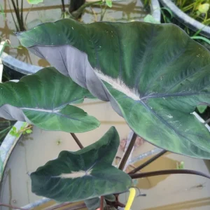 colocasia-black-dragon-2.webp