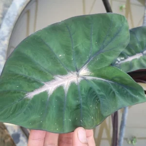colocasia-black-dragon-3.webp