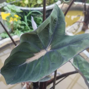 colocasia-black-dragon-4.webp