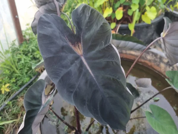 colocasia-black-dragon.webp