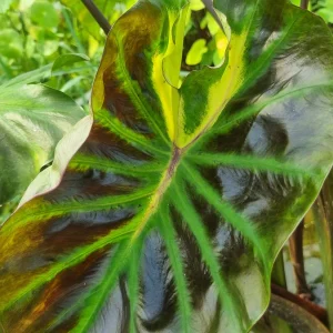 colocasia-tossakan-2.webp