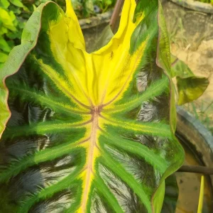colocasia-tossakan-3.webp
