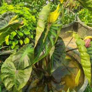 colocasia-tossakan-4.webp