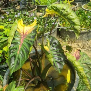 colocasia-tossakan-5.webp