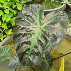 colocasia-tossakan-6.webp