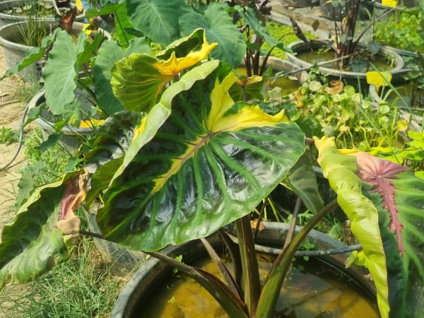 colocasia-tossakan.webp