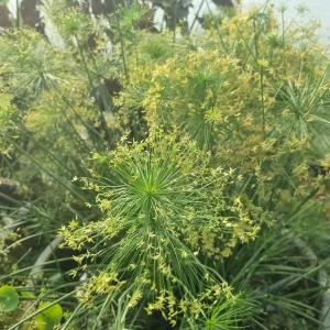 cyperus-isocladus-2.webp