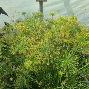 cyperus-isocladus-3.webp