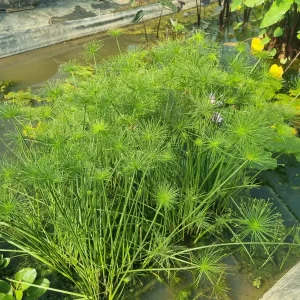 Cyperus isocladus (Papyrus nain)