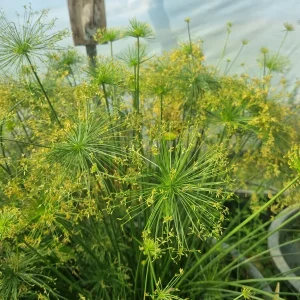 cyperus-isocladus-4.webp