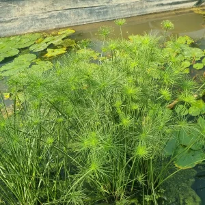 cyperus-isocladus-5.webp