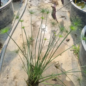 cyperus-isocladus-6.webp