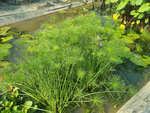 cyperus-isocladus.webp