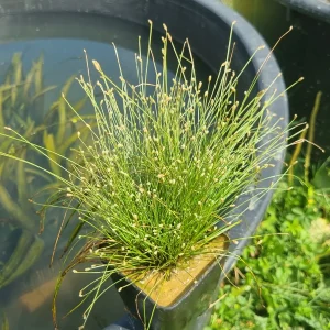 isolepis-cernua-2.webp