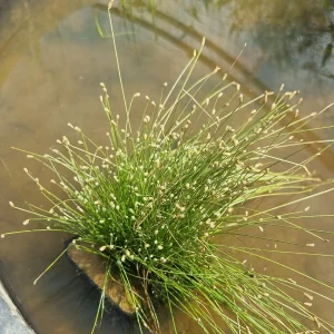 isolepis-cernua-3.webp