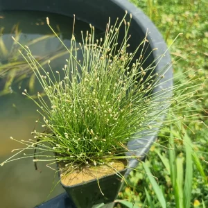 Isolepis cernua (Herbe fibre optique)