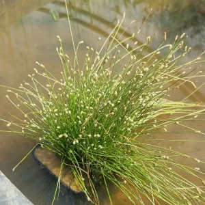 isolepis-cernua-4.webp