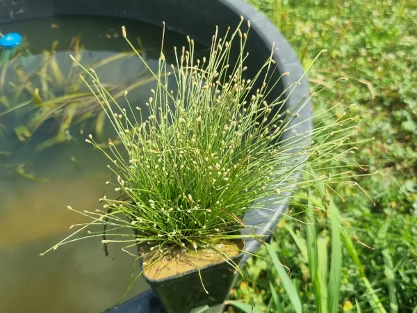isolepis-cernua.webp
