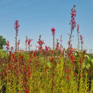 lobelia-cardinalis-2.webp