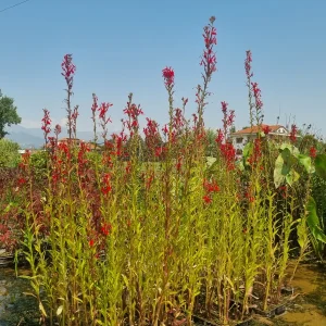 lobelia-cardinalis-3.webp