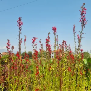 lobelia-cardinalis.webp