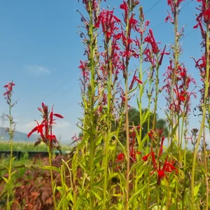 lobelia-cardinalis-4.webp