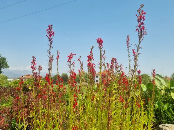 lobelia-cardinalis.webp