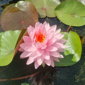ninfea-nymphaea-alinda-2.webp