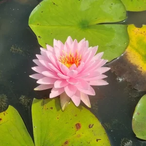 ninfea-nymphaea-alinda-3.webp