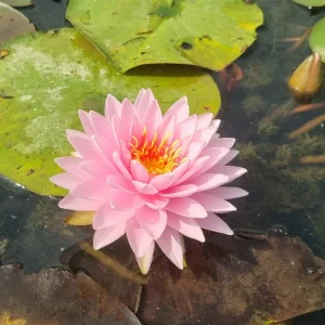 Nénuphar Nymphaea 'Alinda'