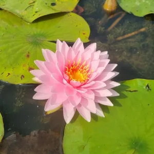 ninfea-nymphaea-alinda-4.webp