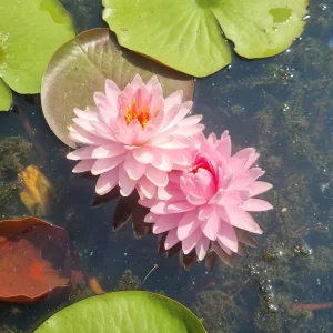 ninfea-nymphaea-alinda-5.webp
