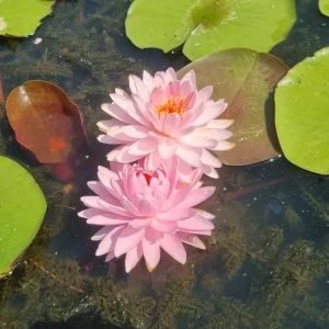 ninfea-nymphaea-alinda-6.webp
