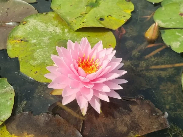 ninfea-nymphaea-alinda.webp