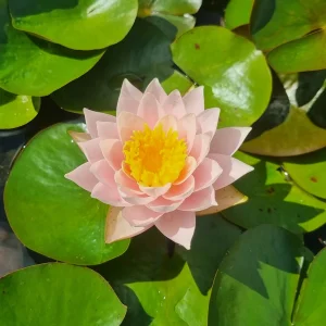 ninfea-nymphaea-bangkok-caramel-2.webp